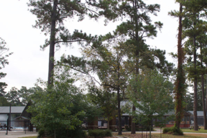 Northcrest Park